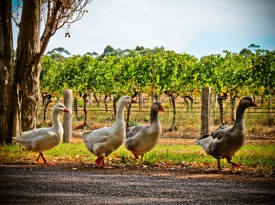 Vineyard Report Autumn 2012