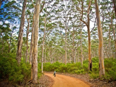 boranup-forest-with-margaret-river-discovery-co