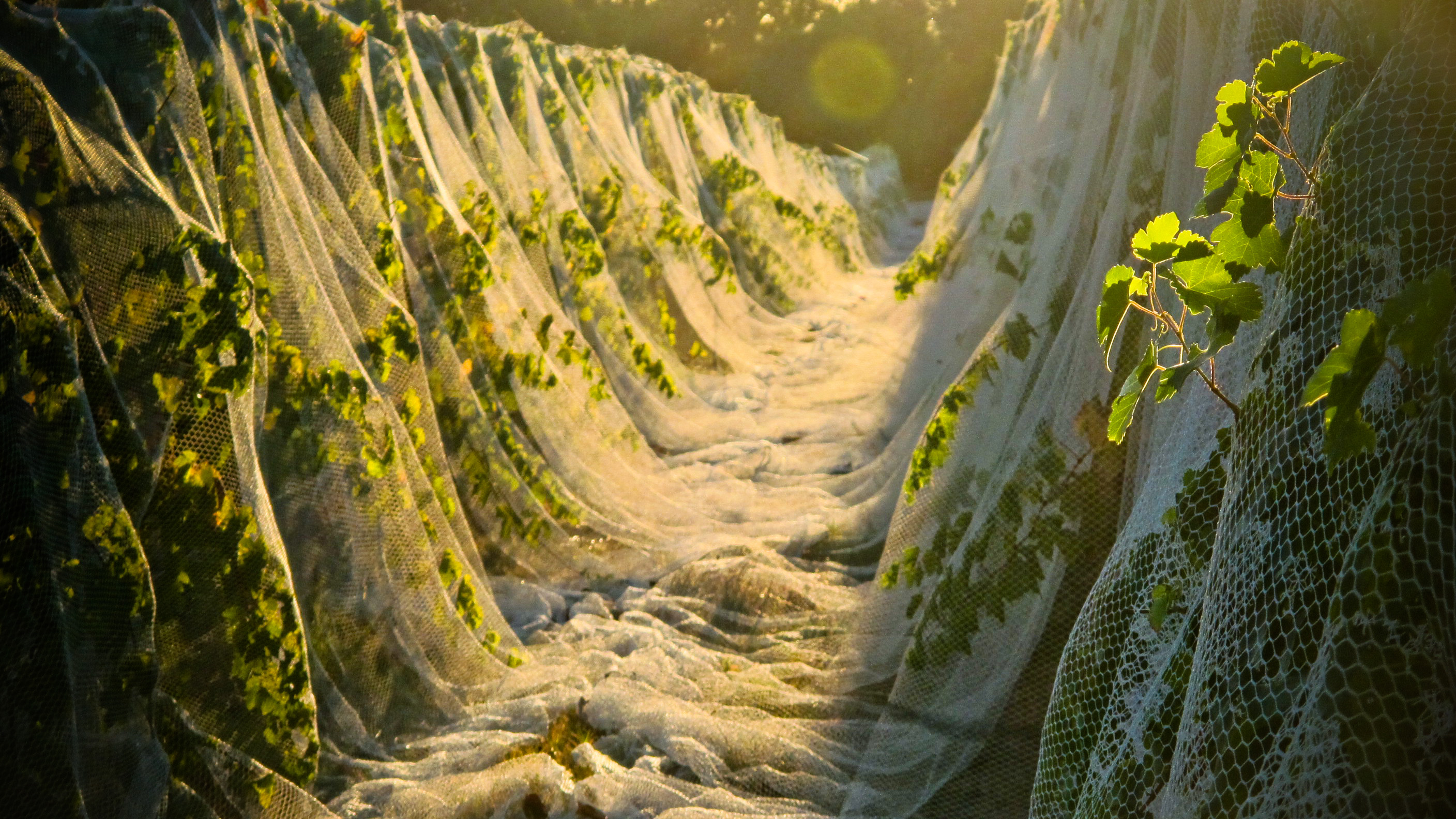 Margaret River Vintage Report 2012