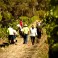 Cabernet hand pick at Cape Mentelle